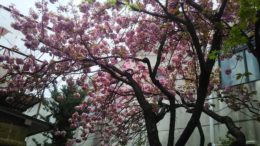 京都蚕之社旅馆 外观 照片
